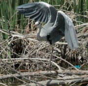 Bernat pescaire  (Ardea cinerea)