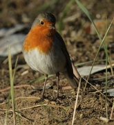 Pit-roig (Erithacus rubecula)