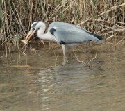 Bernat pescaire  (Ardea cinerea)