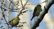 Lluer (Carduelis spinus)