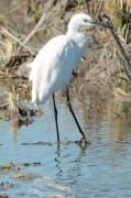 Martinet blanc (Egretta garzetta)