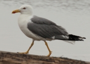 Gavià argentat (Larus michahellis)