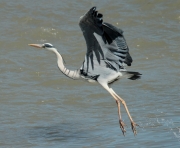 Bernat pescaire  (Ardea cinerea)