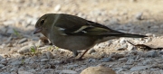 Pinsà comú femella (Fringilla coelebs)