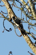 Picot garser gros (Dendrocopos major)