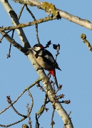 Picot garser gros (Dendrocopos major)