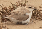 Corriol camanegre (Charadrius alexandrinus) Charadriidae. 2/5