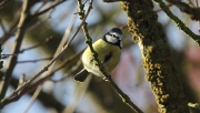 Mallerenga Blava  (Parus caeruleus)