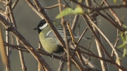 Mallerenga carbonera  (Parus major)