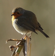 Pit-roig (Erithacus rubecula)