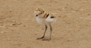 Pollet de Corriol camanegre (Charadrius alexandrinus). 5/5