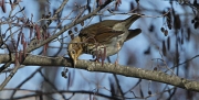 Tord comú (Turdus philomelos)