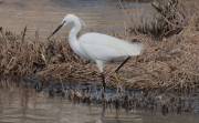 Martinet blanc (Egretta garzetta)