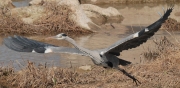 Bernat pescaire (Ardea cinerea)