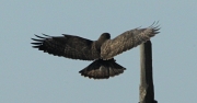 Aligot comú (Buteo buteo)