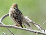 Cruixidell (Miliaria calandra)