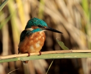 Blauet (Alcedo atthis)