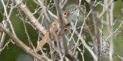 Boscarla de canyar (Acrocephalus scirpaceus)