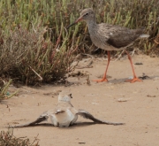 Corriol camanegre femella (Charadrius alexandrinus)