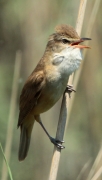 Balquer (Acrocephalus arundinaceus) Sylviidae.