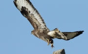 Aligot comú (Buteo buteo)