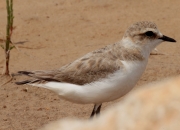 Corriol camanegre (Charadrius alexandrinus)