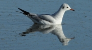 Gavina vulgar  (Larus ridibundus)