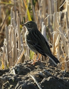 Titella  (Anthus pratensis)