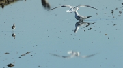 Gavina vulgar  (Larus ridibundus)