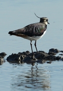 Fredeluga europea (Vanellus vanellus)