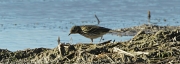 Titella  (Anthus pratensis)