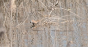 Mallerenga de bigotis (Panurus biarmicus)