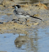 Cuereta blanca vulgar (Motacilla alba)