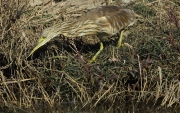 Martinet Ros (Ardeola ralloides)