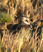 Fredeluga europea.