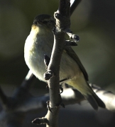 Mosquiter comú (Phylloscopus collybita)