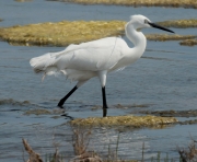 Martinet blanc (Egretta garzetta)