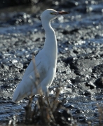 Esplugabous (Bubulcus ibis)