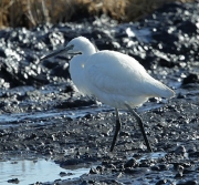 Martinet blanc (Egretta garzetta)