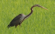 Agró roig (Ardea purpurea)