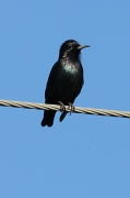 Estornell vulgar (Sturnus vulgaris)