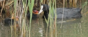 Fotja vulgar i Pollets  (Fulica atra)