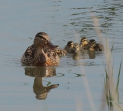 Ànec collverd  femella i pollets (Anas platyrhynchos)