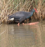 Polla blava (Porphyrio porphyrio)