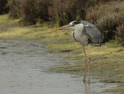 Bernat pescaire.