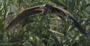 Agró roig (Ardea purpurea)