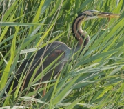 Agró roig (Ardea purpurea) + anguila (Anguilla anguilla)