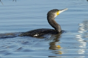 Corb Marí gros (phalacrocorax carbo)