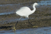 Martinet blanc (Egretta garzetta)