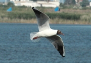 Gavina vulgar o gavina riallera (Larus ridibundus)